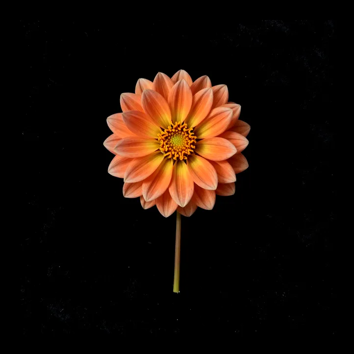 Orange dahlia