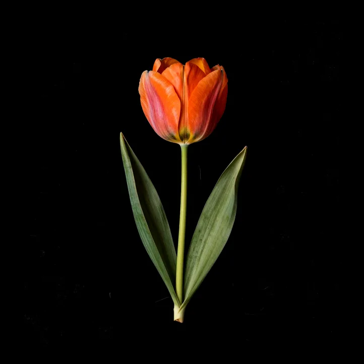 Orange tulip