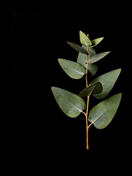 Eucalyptus sprig