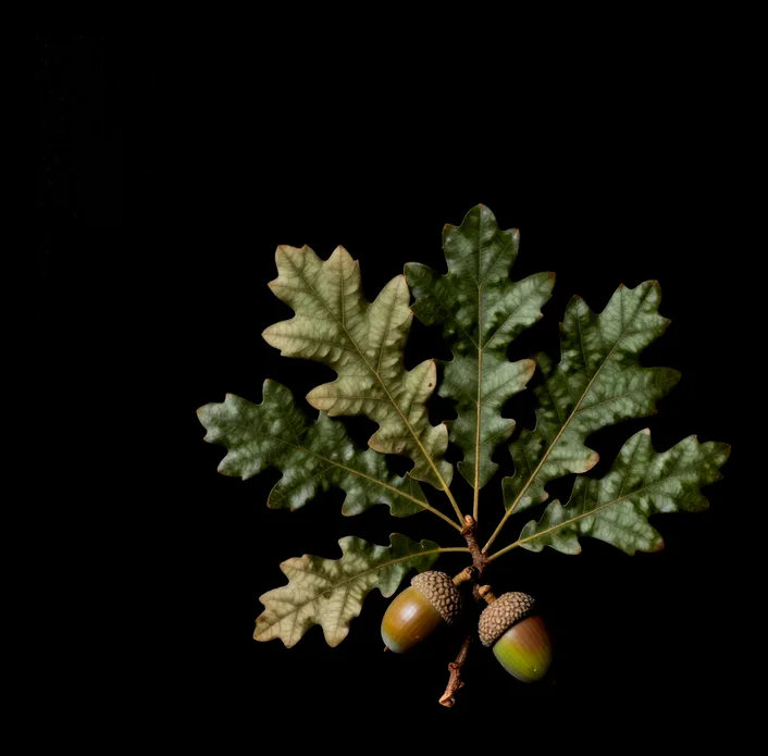 Oak branch with acorns