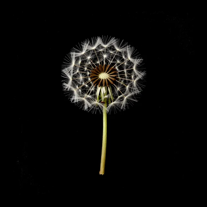 Dandelion seed head