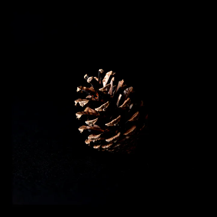 Pine cone
